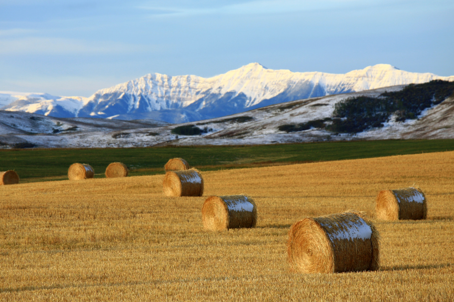 Study in Alberta: Top 8 Reasons for International Students